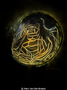 maze by Marc Van Den Broeck 
